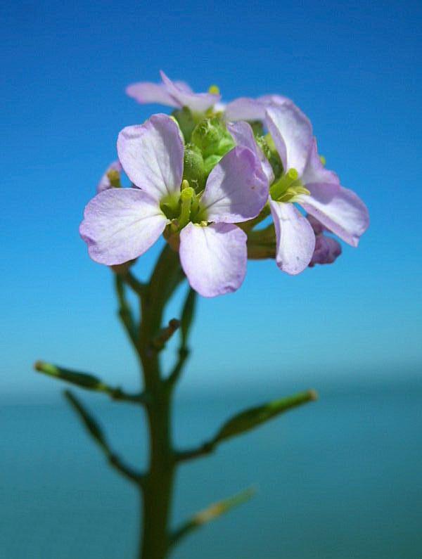 Cakile maritima / Ravastrello maritimo